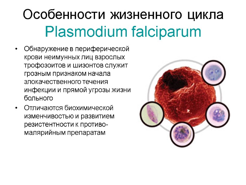 Особенности жизненного цикла Plasmodium falciparum Обнаружение в периферической крови неимунных лиц взрослых трофозоитов и